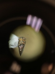 Pachypsylla celtidisgemma