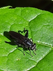 Chalcosyrphus chalybeus