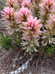 Castilleja angustifolia