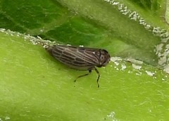 Agallia quadripunctata