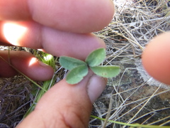 Trifolium macrocephalum