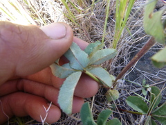 Trifolium macrocephalum