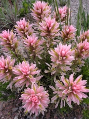 Castilleja angustifolia