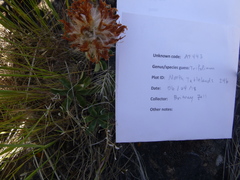 Trifolium macrocephalum