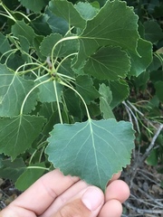 Populus fremontii