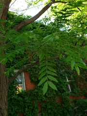 Gleditsia triacanthos inermis