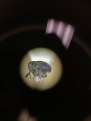 Ceutorhynchus erysimi