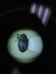 Ceutorhynchus erysimi