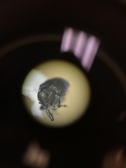 Ceutorhynchus erysimi