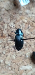 Poecilus lucublandus