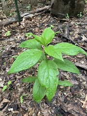 Lithospermum latifolium