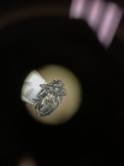 Ceutorhynchus erysimi