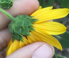 Helianthus annuus