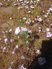 Leptosiphon grandiflorus