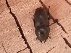 Dorcus parallelipipedus