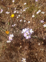 Leptosiphon grandiflorus