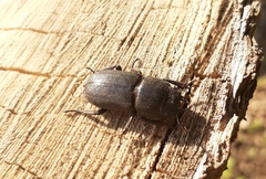 Dorcus parallelipipedus