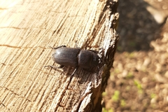 Dorcus parallelipipedus