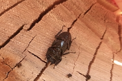 Dorcus parallelipipedus