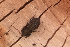 Dorcus parallelipipedus