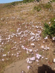 Leptosiphon grandiflorus