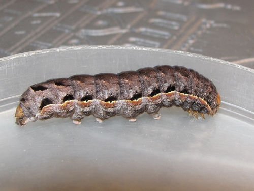 Didysis dirvinukas nuotrauka