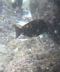 Acanthurus nigrofuscus