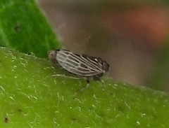 Agallia quadripunctata
