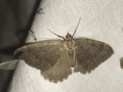Triphosa sabaudiata