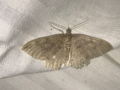 Triphosa sabaudiata