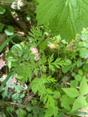 Conioselinum chinense