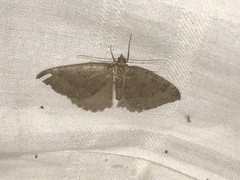 Triphosa sabaudiata