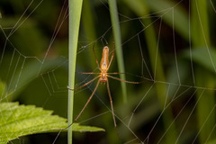 Tetragnatha montana