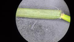 Dichanthelium commonsianum
