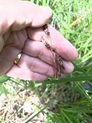 Carex barrattii