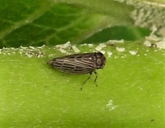 Agallia quadripunctata