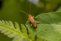 Metacantharis discoidea