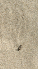 Cicindela bellissima