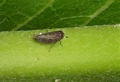 Agallia quadripunctata