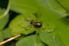 Microlinyphia pusilla