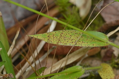 Puccinia emaculata