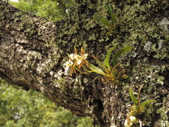 Rhynchostele maculata oestlundiana