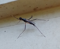 Calobatina