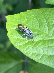 Glipa hilaris
