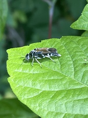 Glipa hilaris