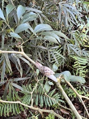 Cochlorina aurisleporis