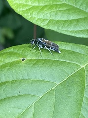 Glipa hilaris