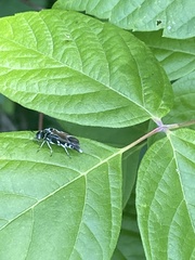 Glipa hilaris