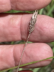 Carex barrattii