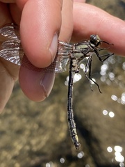 Phanogomphus descriptus